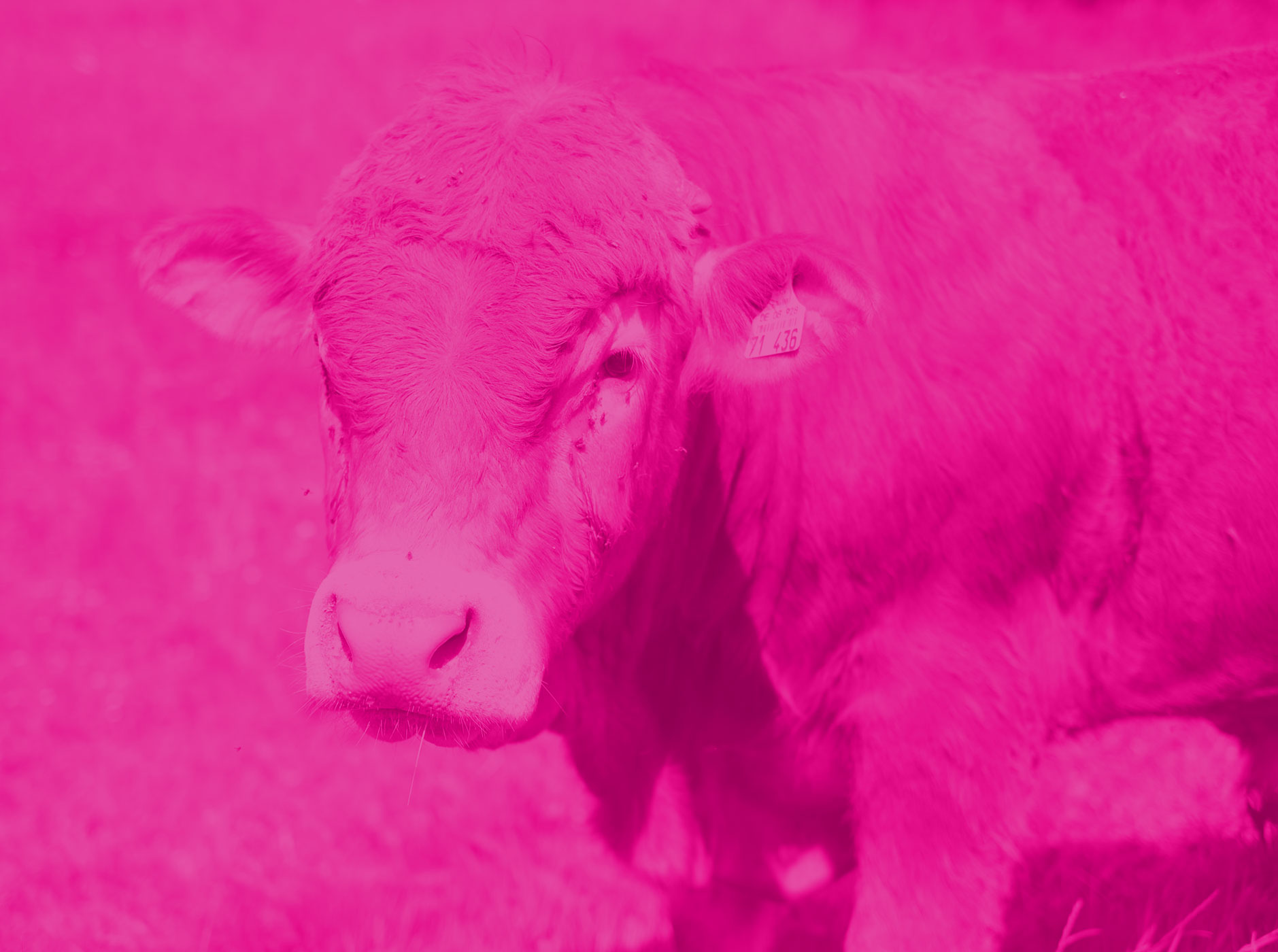 DAS RIND - GIGANT AUF GRAS